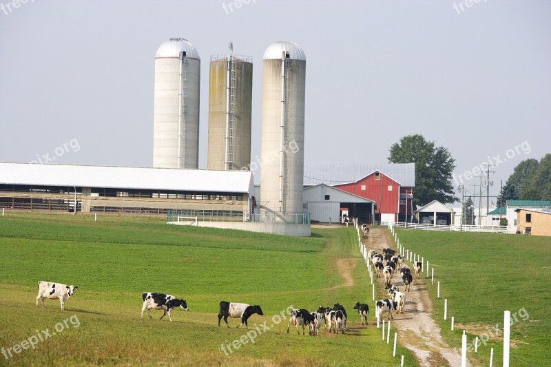 Dairy Farm Cows Agriculture Milk Livestock