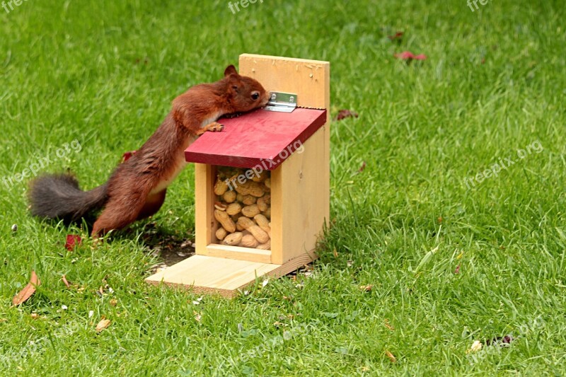 Animal Squirrel Sciurus Foraging Feed Box