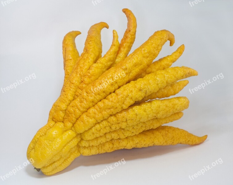 Buddha's Hand Citron Citrus Exotic Fruit