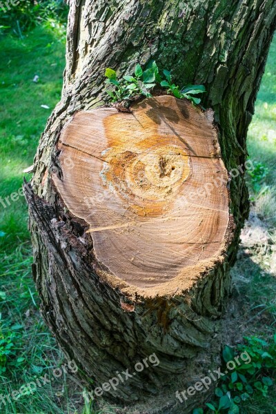 Tree Cut Moss Trunk Log