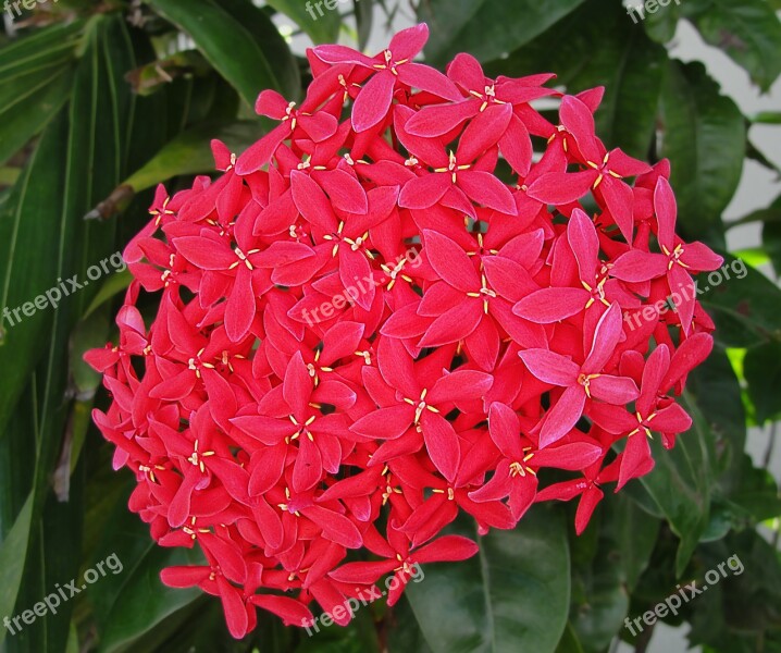 Ixora Coccinea Maltese Cross Flowers Tropical Plant Free Photos