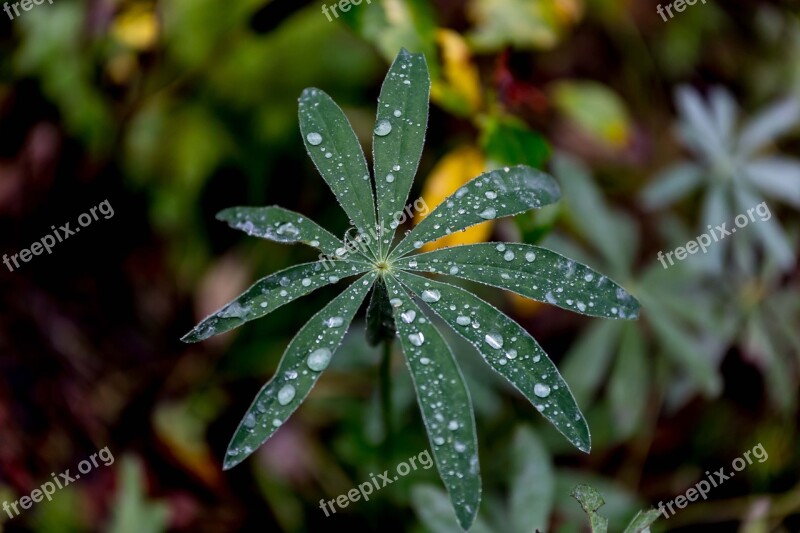 Lupine Plant Leaf Forest Free Photos