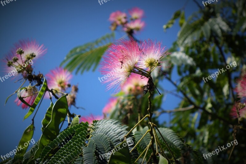 Flower Flowers Summer Flowers Nature Wild Flowers