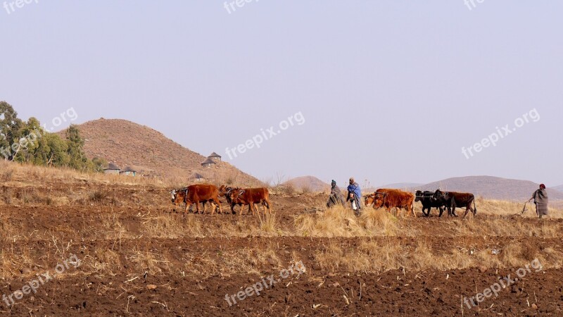 Lesotho Mountain Country Agriculture Plow Tillage