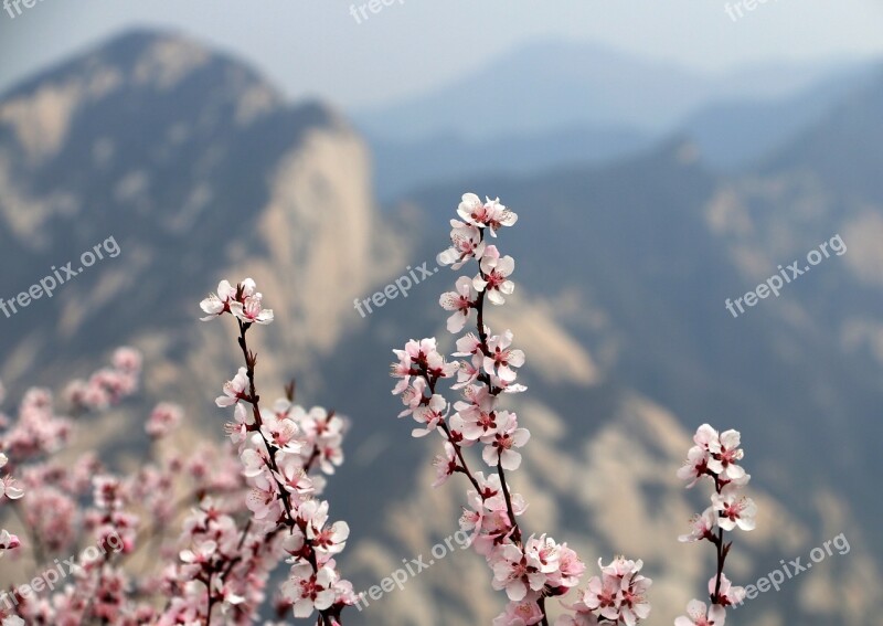 Xi'an Plum Blossom Mountain Pinus Armandii Free Photos