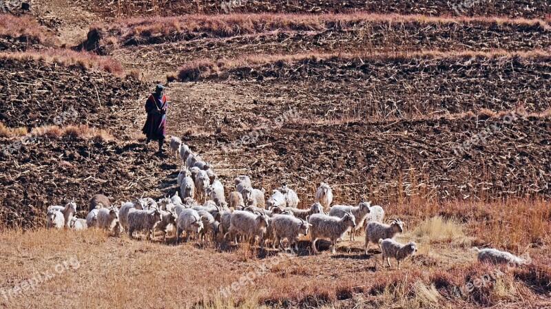 Lesotho Goats Agriculture Fields Management