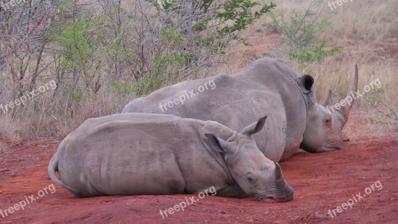 South Africa Hluhluwe Rhino Animals National Park