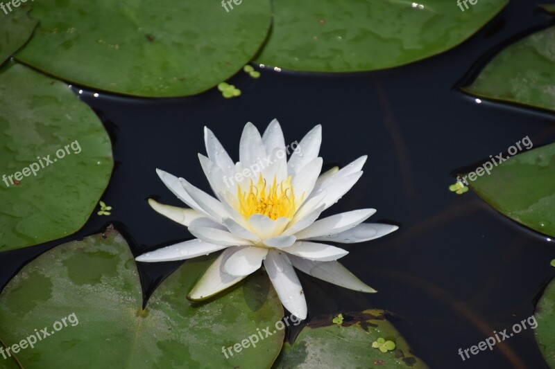 Water Lily Pond Aquatic Flower Blossom