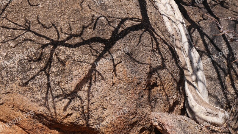 Botswana Tree Rock Shadow Nature