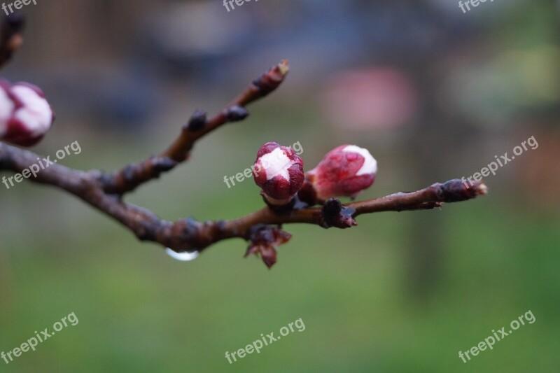 Peach Blossom Bloom Petal Flower Buds Branch