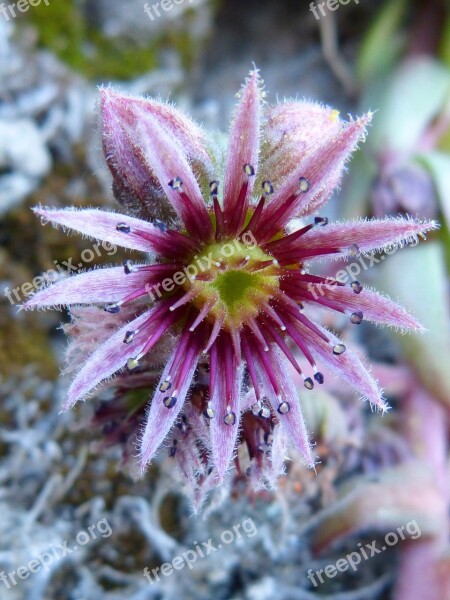 Flower Cactus Gross Floor Succulent Free Photos