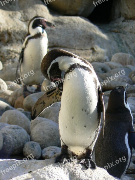 Penguins Pájaro Bobo Zoo Free Photos