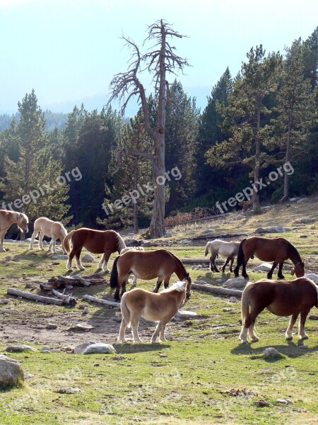 Horses Pyrenees Catalunya High Mountain Free Photos