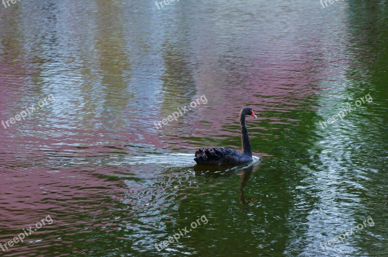 Lake Swan Summer Swans Water