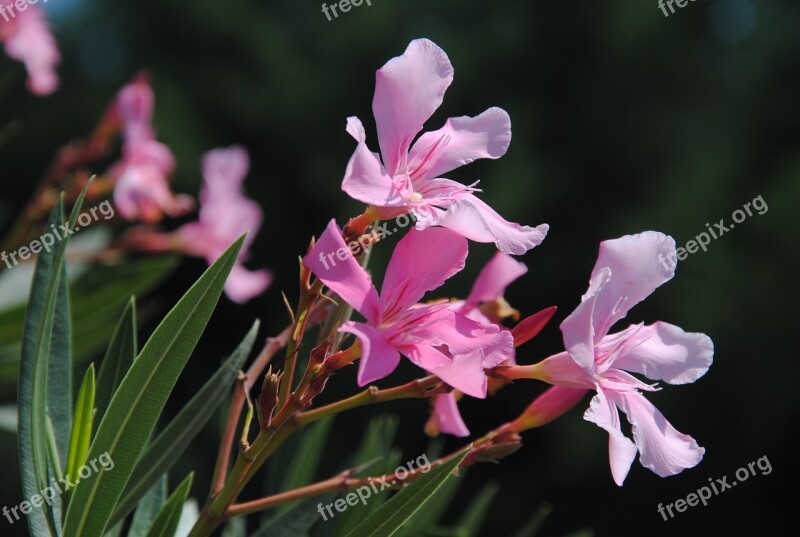 Oleander Flower Nature Free Photos