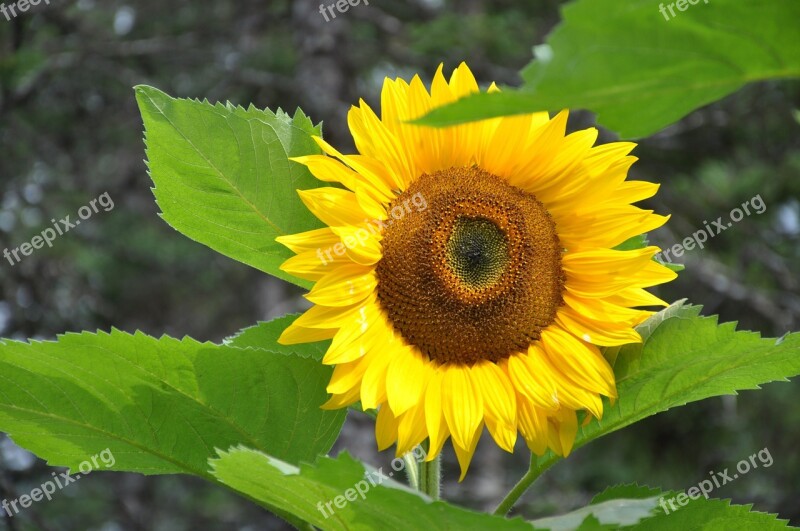 Sunflower Sunflower Seeds Flower Yellow Summer