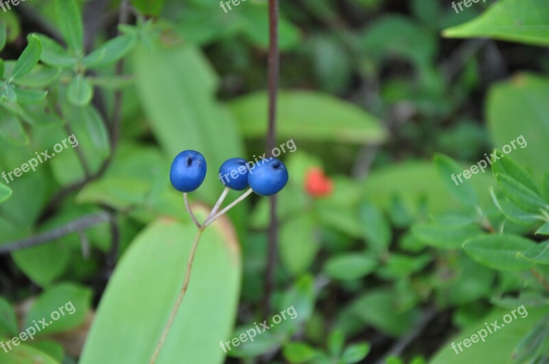 Forest Berries Blue Canada Fruit