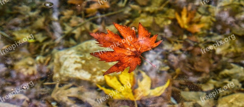 Autumn Leaves Red Yellow Macro