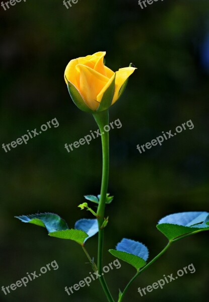 Rose Yellow Roses Vicky Free Photos