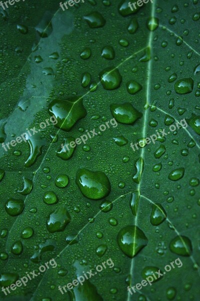 Leaf Green Drop Of Water Costs Free Photos