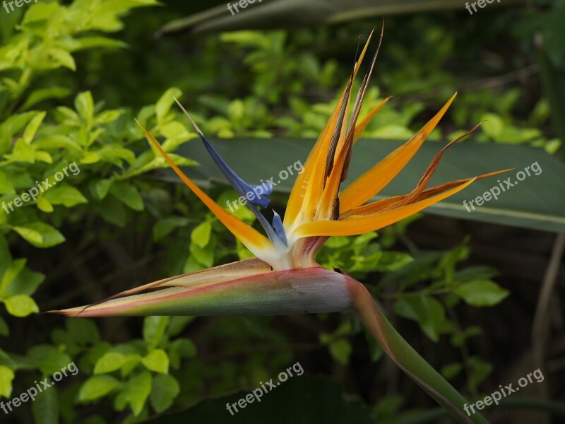 Bird Of Paradise Flower Flowers Bloom Free Photos