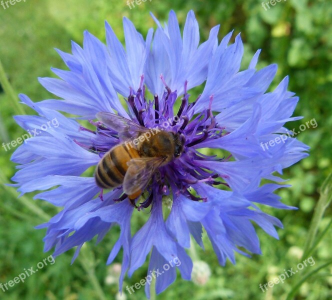 Western Honeybee Flower Cornflower Bachelor's Button Bluebottle