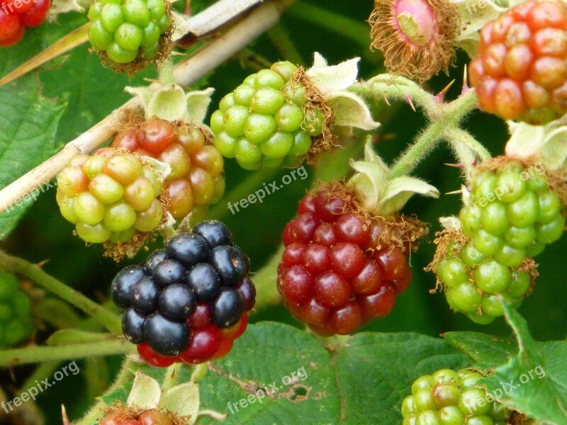 Blackberry Forest Fruit Fruit Ripe Immature