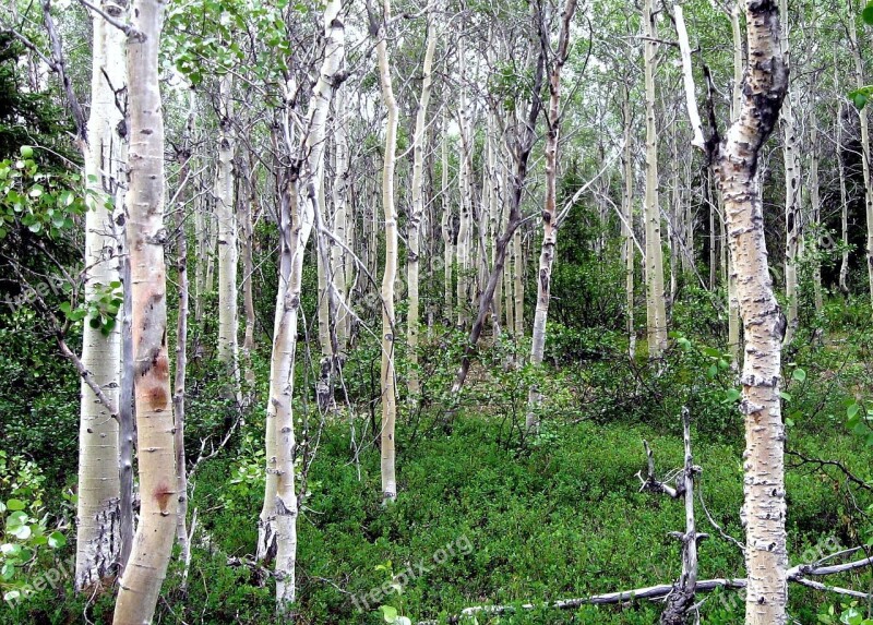 Aspen Trees Grove Forest Bark Landscape