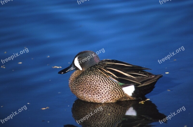 Blue Winged Teal Duck Swimming Water Bird