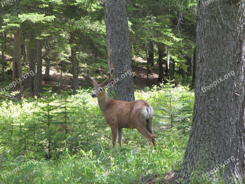 Mule Deer Portrait Wildlife Wild Buck