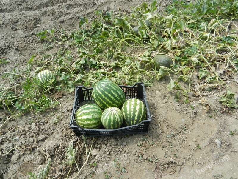 Watermelons Orchard Fruit Free Photos