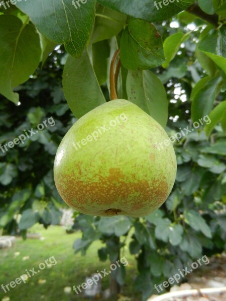 Pear Fruit Orchard Free Photos