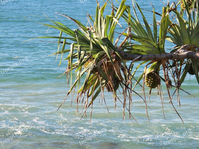 Beach Pandanas Tree Pandanas Australia Gold-coast