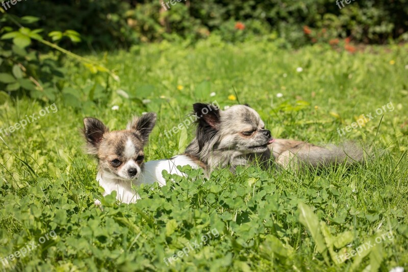 Chihuahua Dog Puppy Baby Play