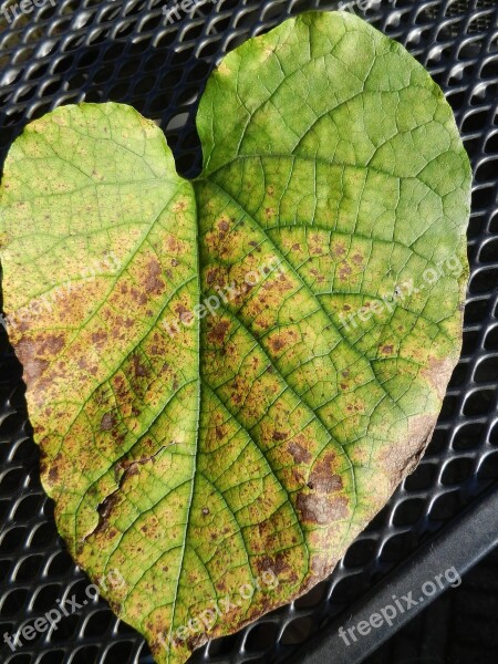 Sheet Autumn Leaves Veins Garden