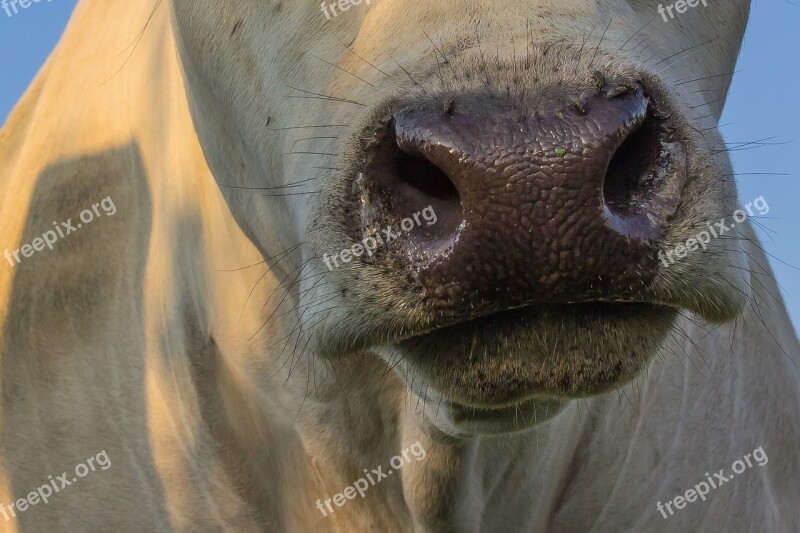 Cow Snout Nose Animal Foot