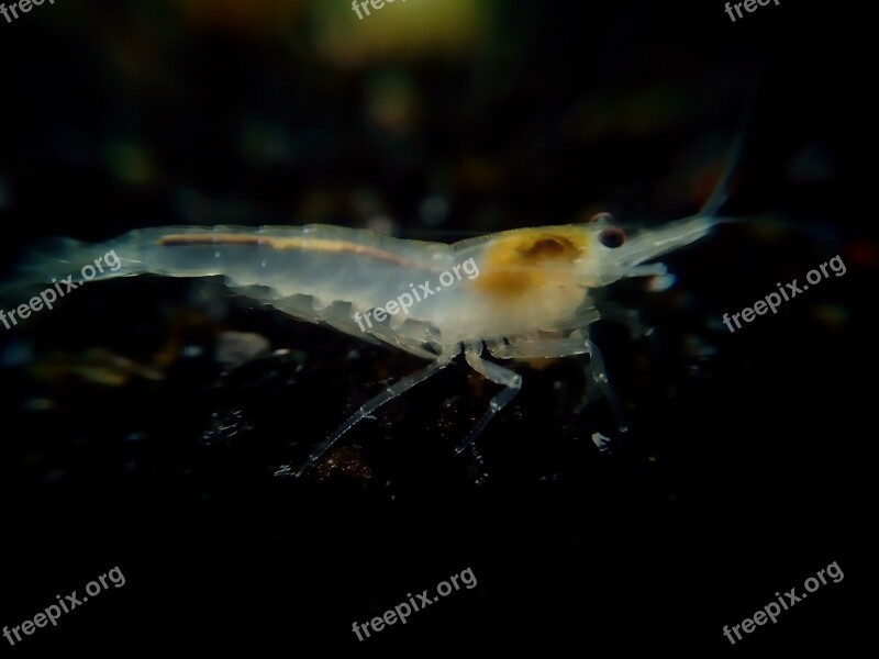 Crystal White Garnelio Shrimp Creature Water Creature