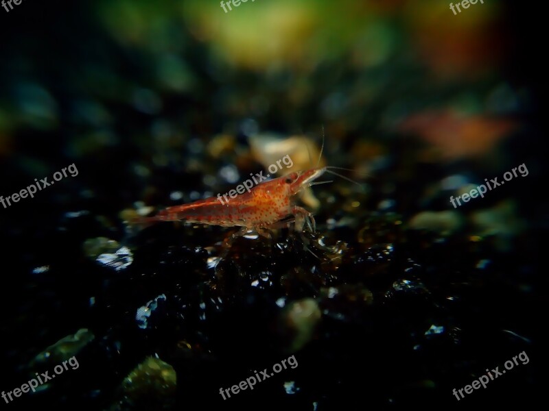 Red Fire Shrimp Creature Water Creature Free Photos