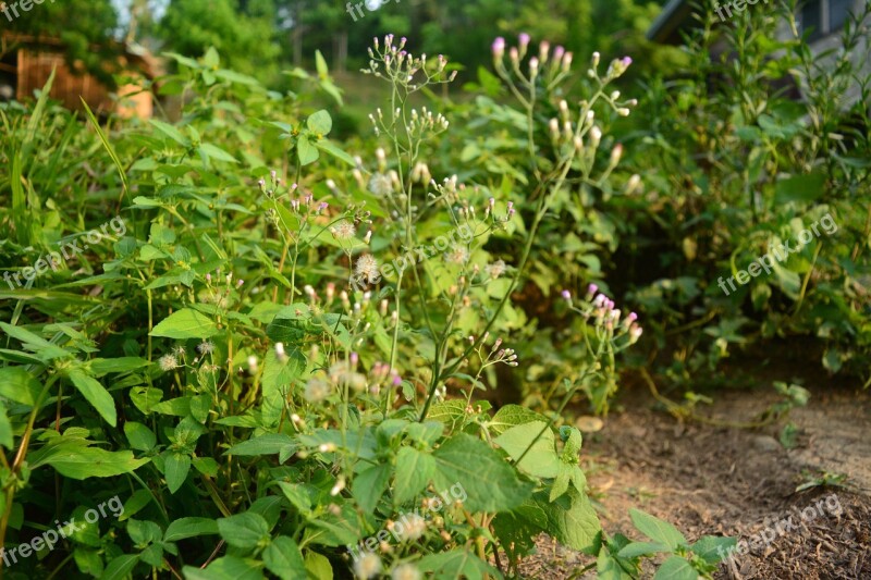 Herbs Nature Wild Flowers Free Photos