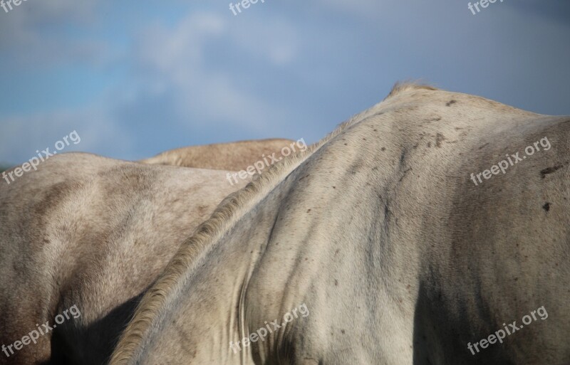 Horse Mold Thoroughbred Arabian Flock Sky