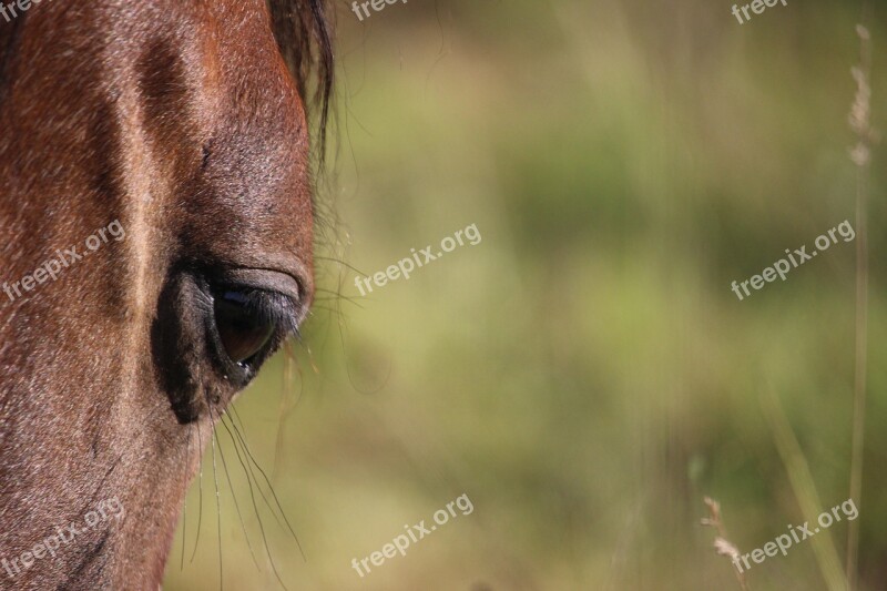 Horse Eye Thoroughbred Arabian Brown Mold Pasture