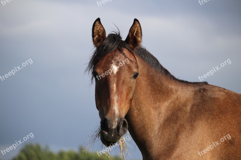 Horse Brown Mold Thoroughbred Arabian Sky Wind