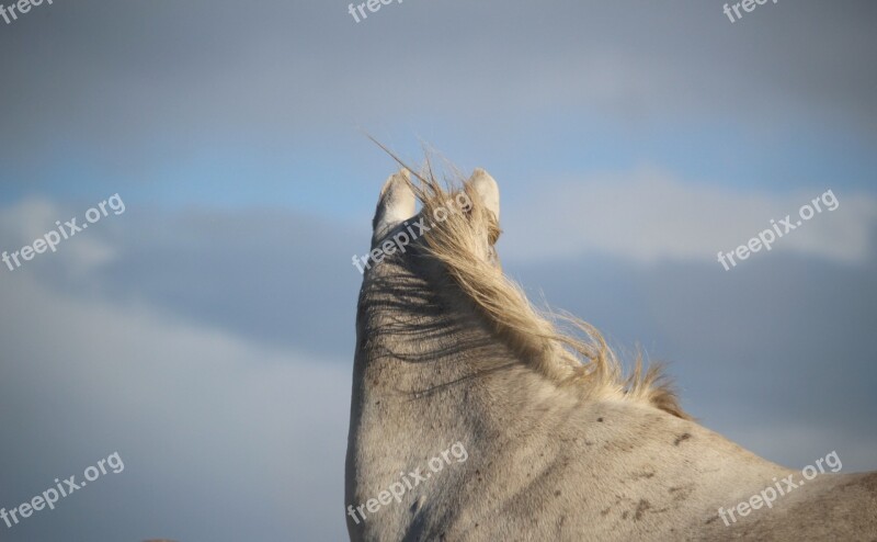 Horse Mold Wind Thoroughbred Arabian Mane