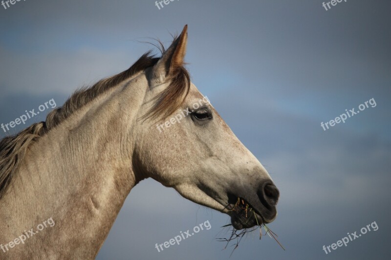 Horse Mold Mare Thoroughbred Arabian Sky