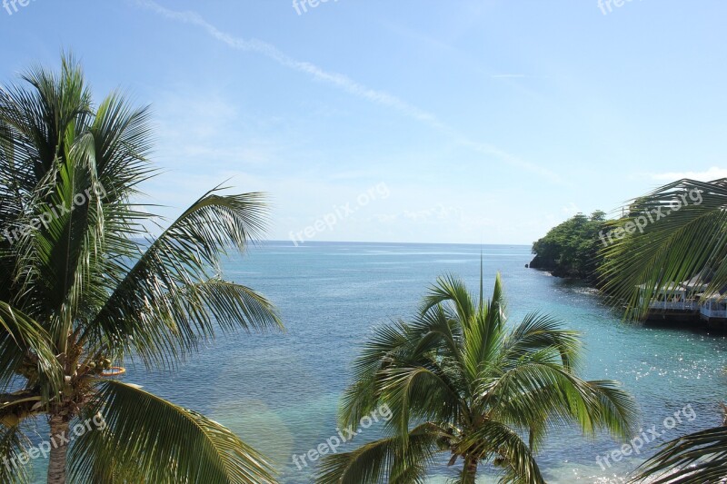 Palm Tree Water Island Carri Caribbean