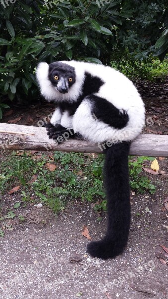 Monkey Lemur Zoo Wild Animals