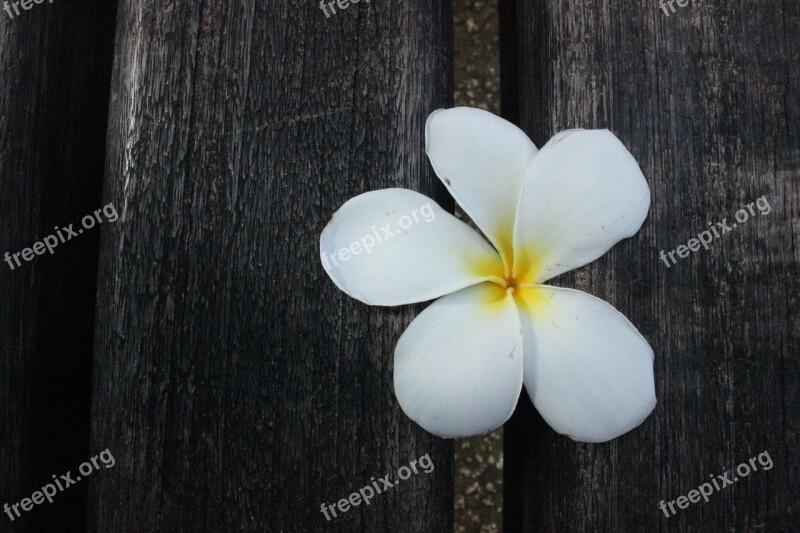 Flower White Petals White Flower Floral Natural