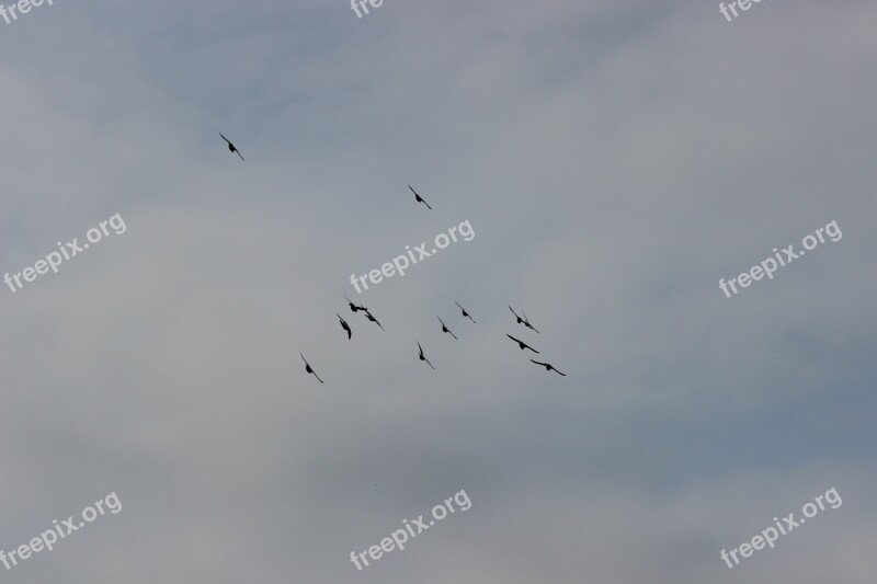 Birds Sky Flight Pigeons Pen