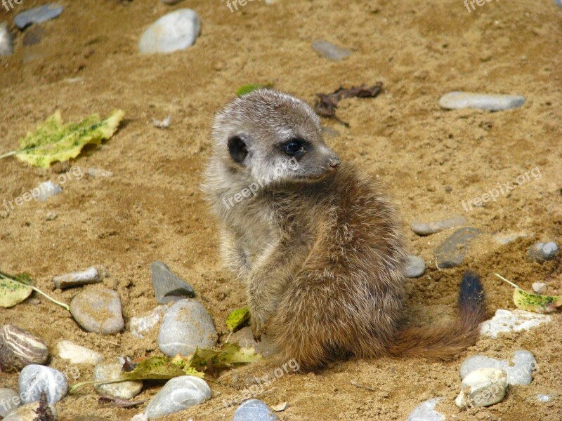 Meerkat Animal World Baby Animal Sit Free Photos