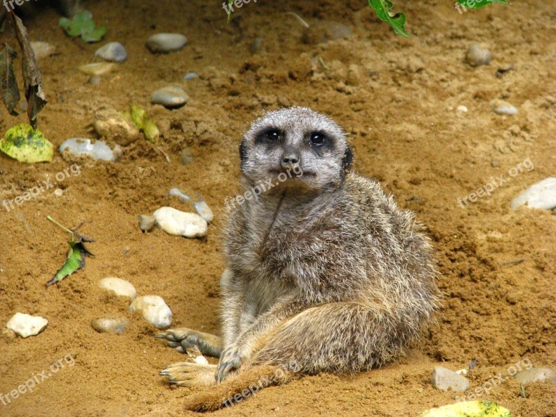 Meerkat Animal World Sit Curious Free Photos